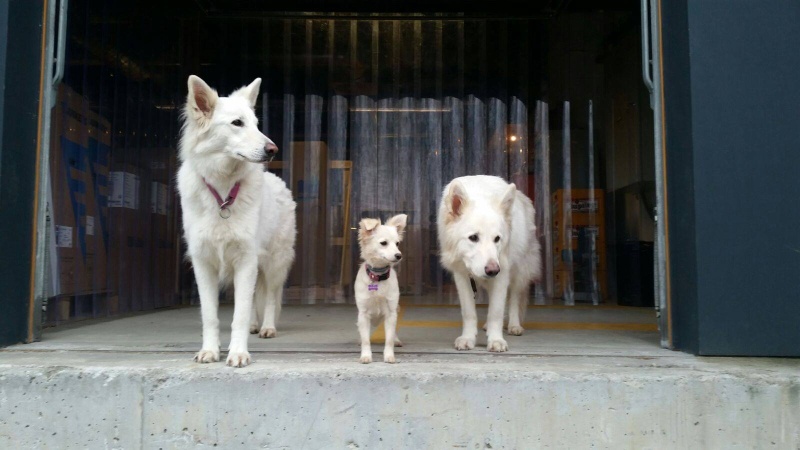 JANE, chiot petite femelle, née. env. mai 2015, refuge de Alina & anda - adoptée par Nathalie (Belgique) - Page 2 Jane210