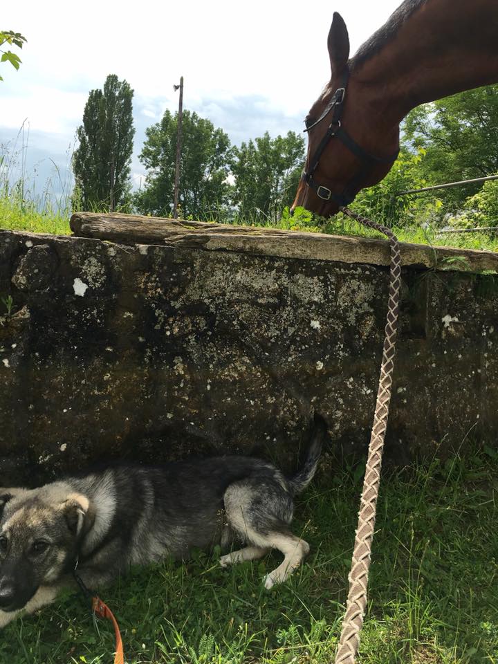 SNOOP, chiot mâle, né en décembre 2015 - REMEMBER ME LAND - adopté par Sonia et Etienne (dpt57) Snoop310