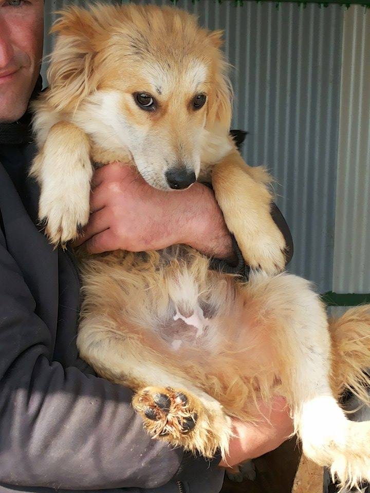 MAX (ex SPIKE), chiot mâle, croisé, taille moyenne adulte, né environ janvier 2016 - REMEMBER ME LAND - adopté par Valou (Belgique) Spike10