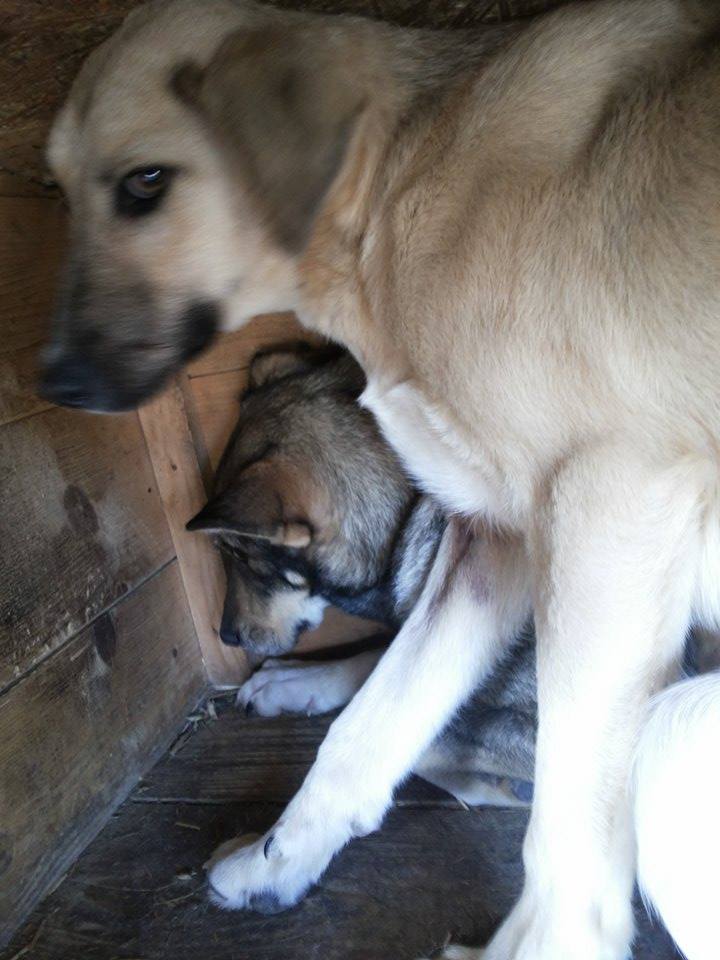 LUPI - LUPI !! + de 3 ans de box !! - femelle , née environ en juin 2010, typée chien loup de sarloos, taille moyenne - En FA chez CAROLINE (05)  - DECEDEE Tann111