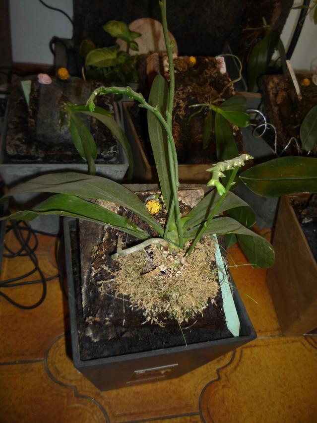 pot gregphala pour phalaenopsis - Page 3 16042310