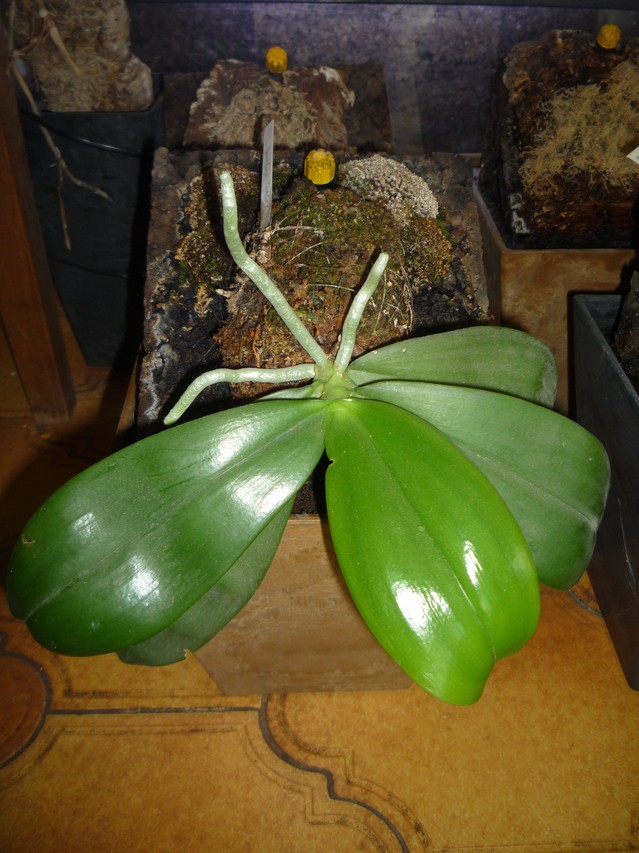 pot gregphala pour phalaenopsis - Page 3 16042311