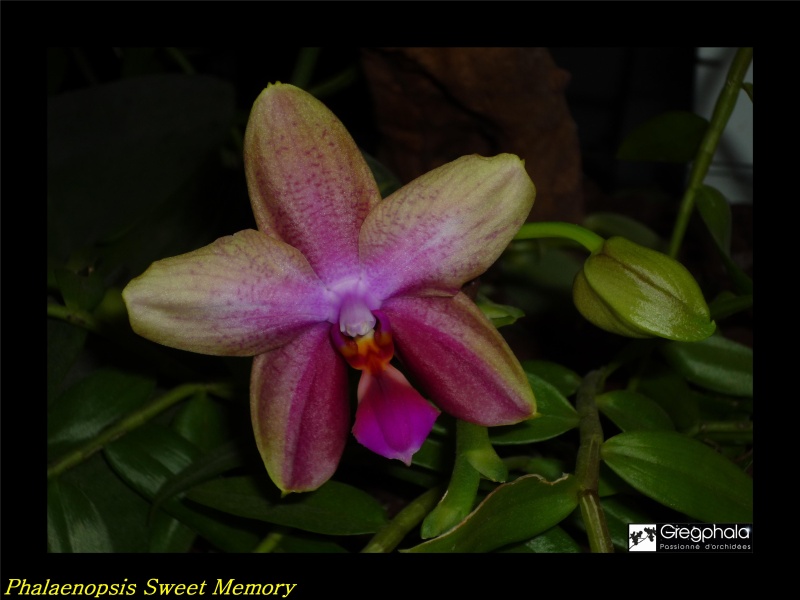 Phalaenopsis Sweet Memory 16051815
