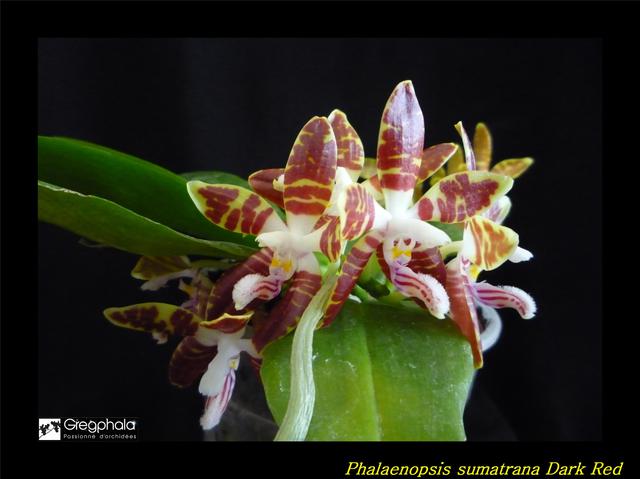 Phalaenopsis sumatrana 16052811