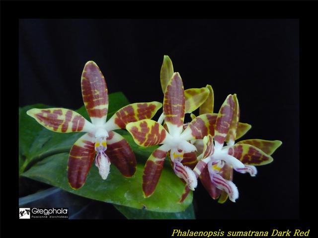 Phalaenopsis sumatrana 16052812