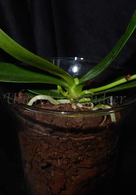 Phalaenopsis japonica ( Sedirea/Aerides japonica) P1040020