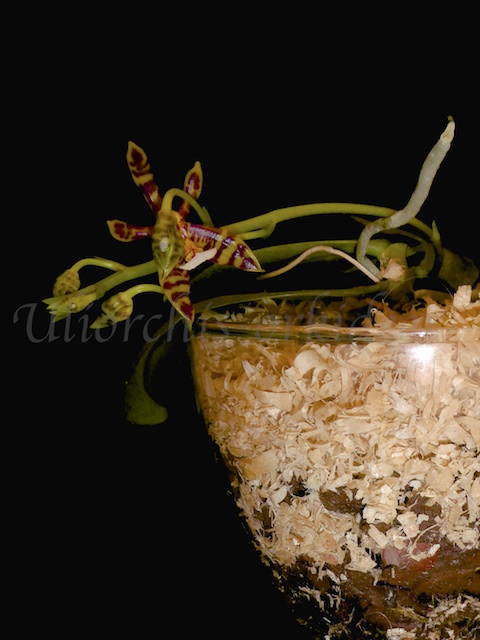 Phalaenopsis mannii - Seite 4 P1040043