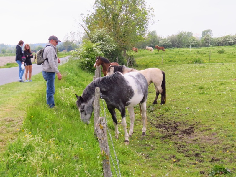 Les Ch'ti en baie de Somme, saison 2016 - Page 3 Img_8516