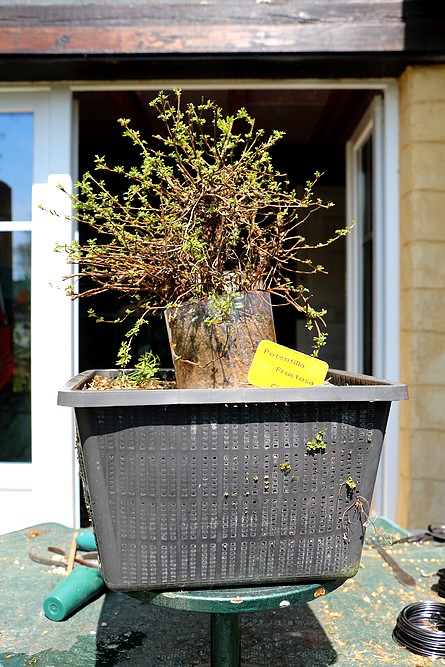 Potentille 11-05-11