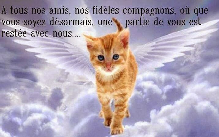 Adoption De Chamallow Adoption De Chamallow