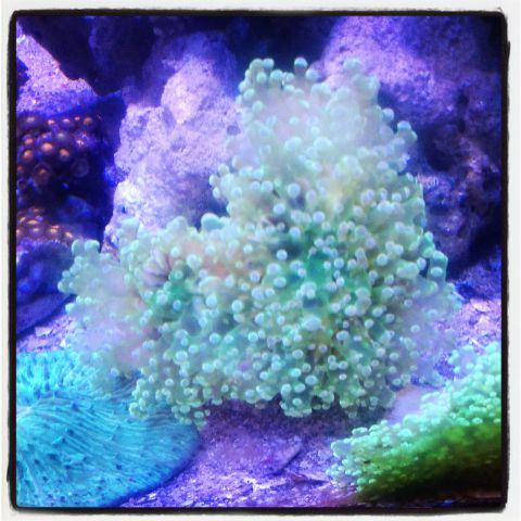 Coral Sale 20% off ALL CORAL 1 APRIL S/D 4 APRIL Img_2014