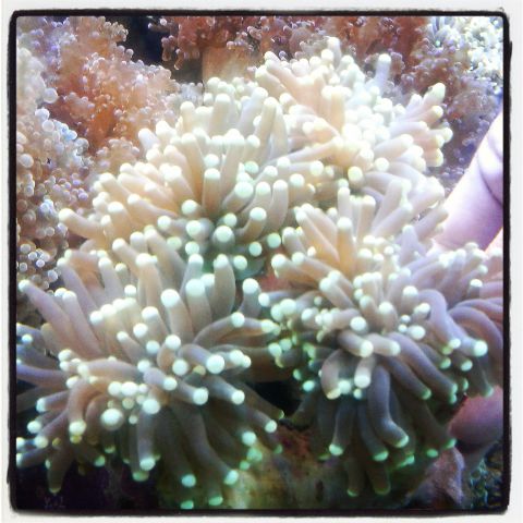 Coral Sale 20% off ALL CORAL  1 APRIL S/D 4 APRIL Img_2015