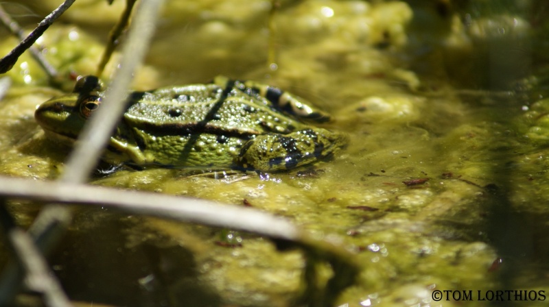 Herping dans le marais Dsc01412