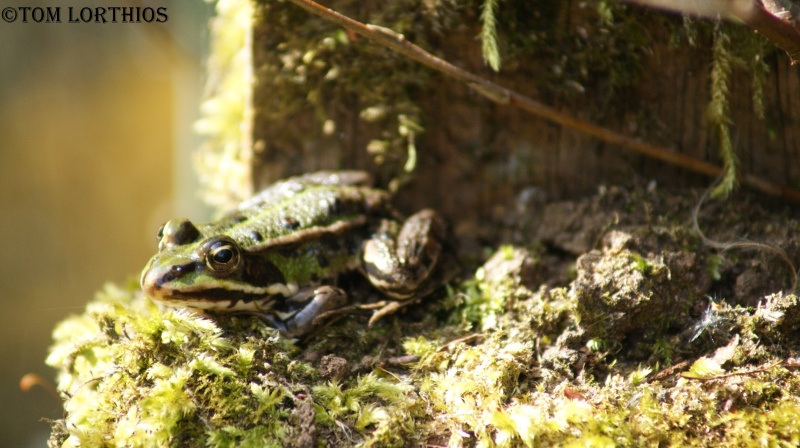 Herping dans le marais Dsc01511