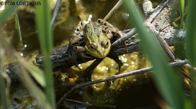 Herping dans le marais Dsc01513