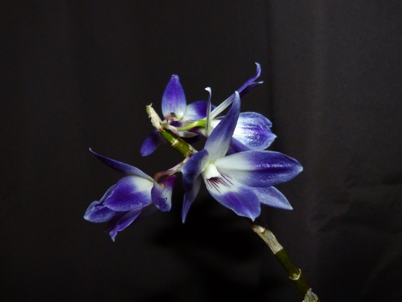 Dendrobium victoria-reginae P1020210