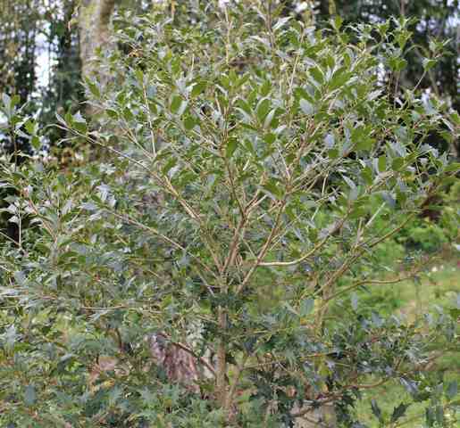 Osmanthus !!! - Page 2 03042010