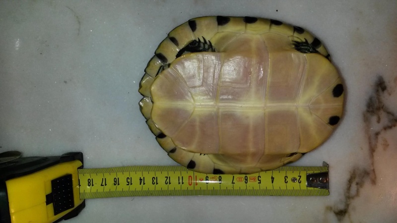Présentation de Trachemys scripta scripta 13268210