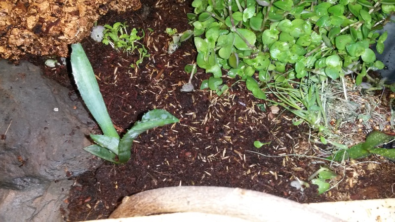 Voilà zoulou ma ou mon pti pardalis 20160517