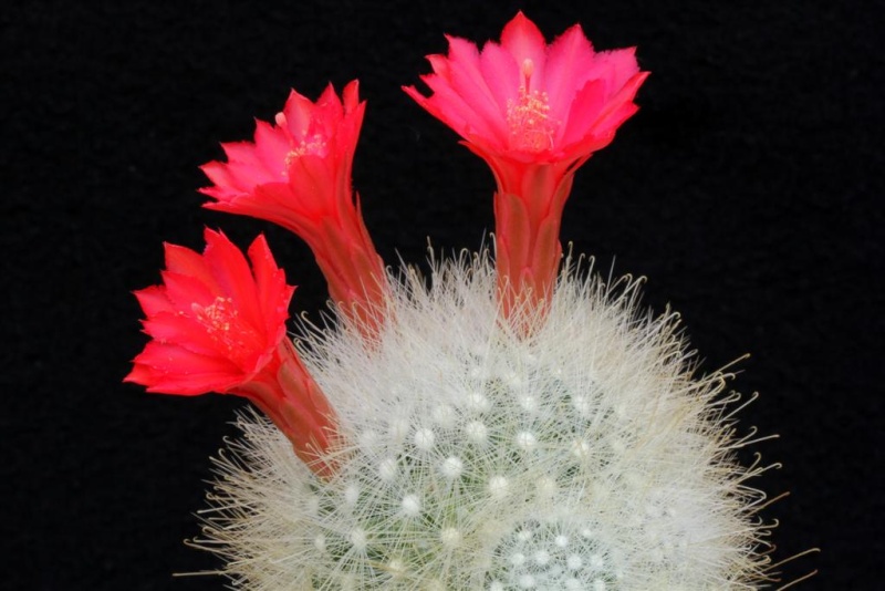 Mammillaria senilis  003mam10