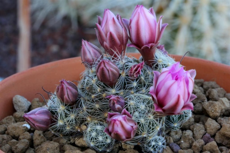 Mammillaria longiflora ssp. stampferi 103c_m10