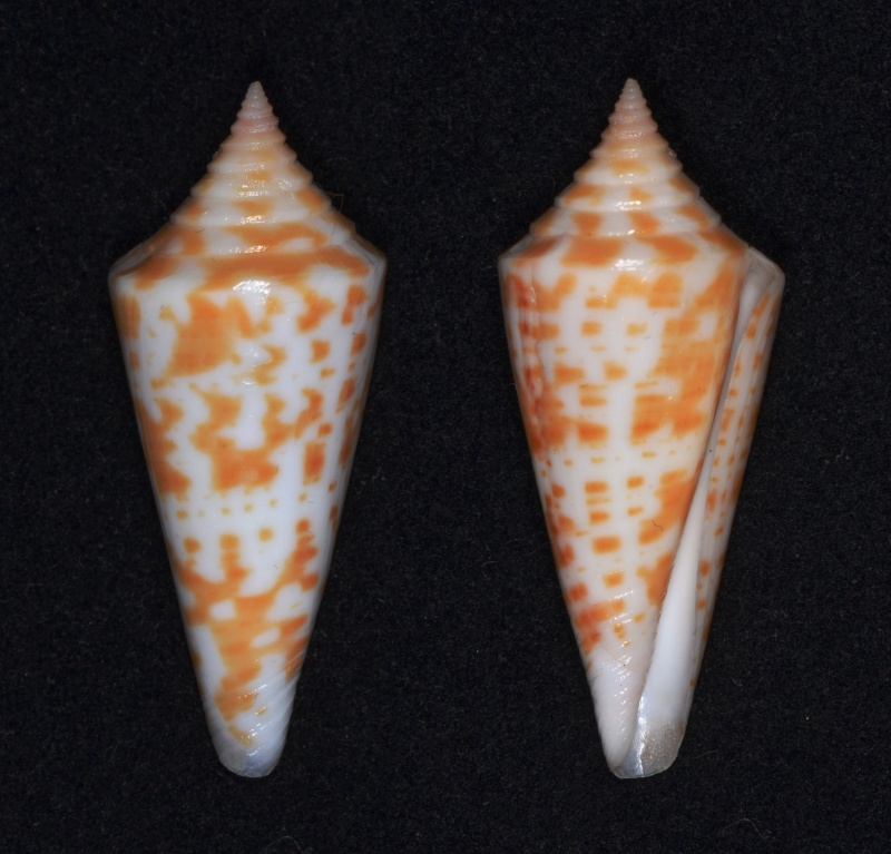 Conus (Dauciconus) scalaris Fig0510