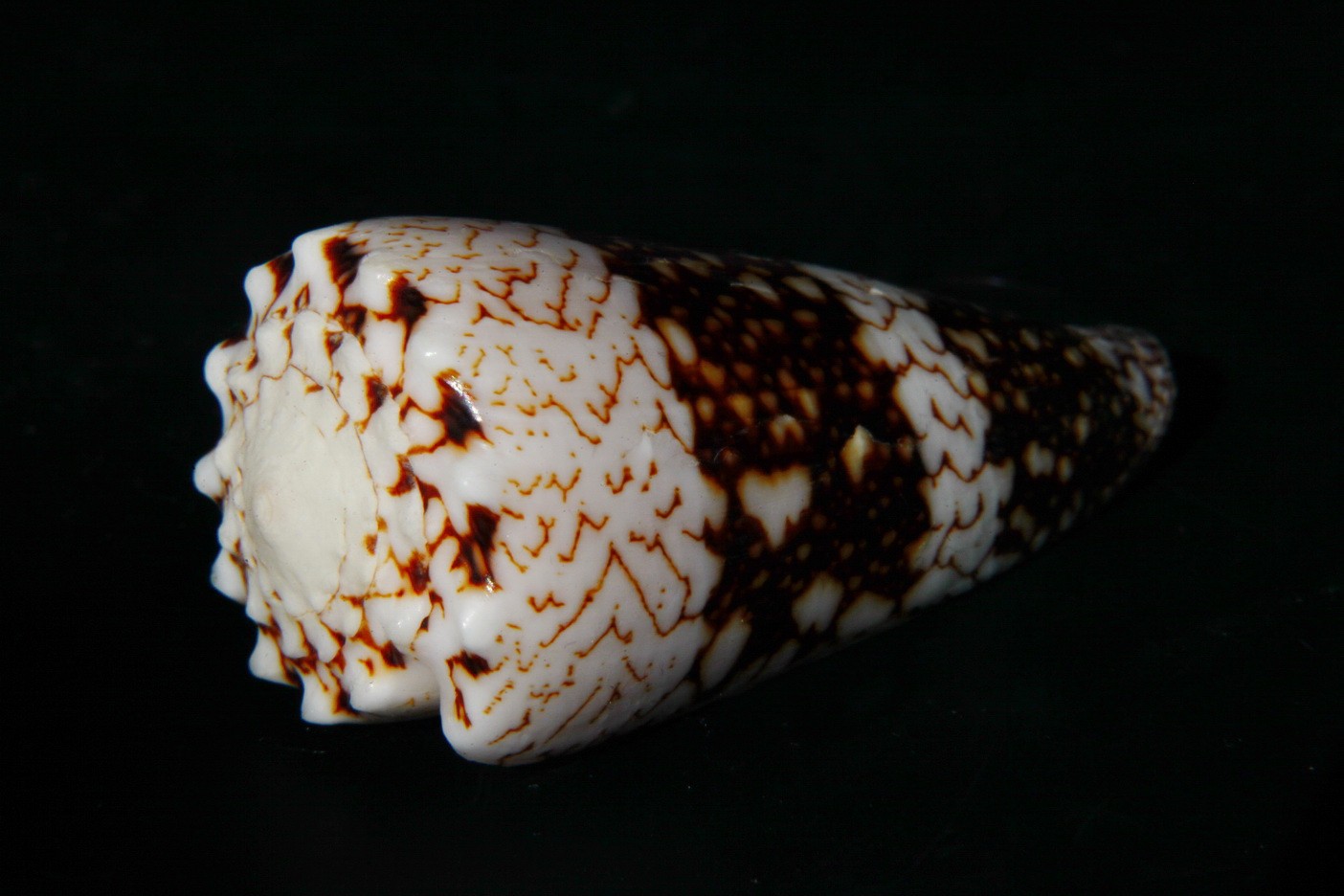 Conus (Conus) vidua cuyoensis (Lorenz & Barbier, 2012)  Cuoy10
