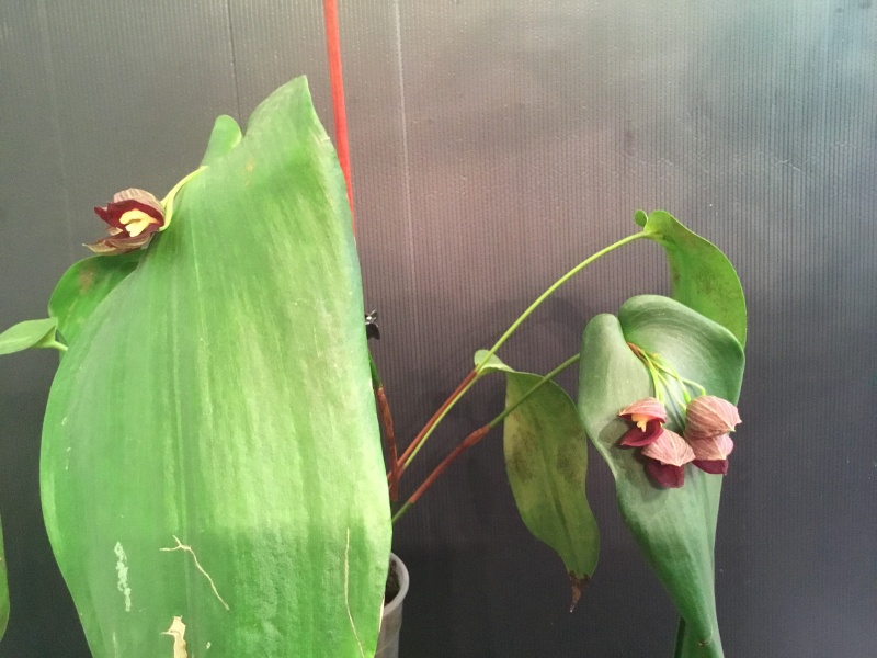 Pleurothallis teagueï  Image323