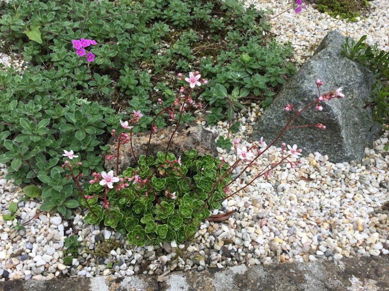 Floraison de mes plantes alpines Image349