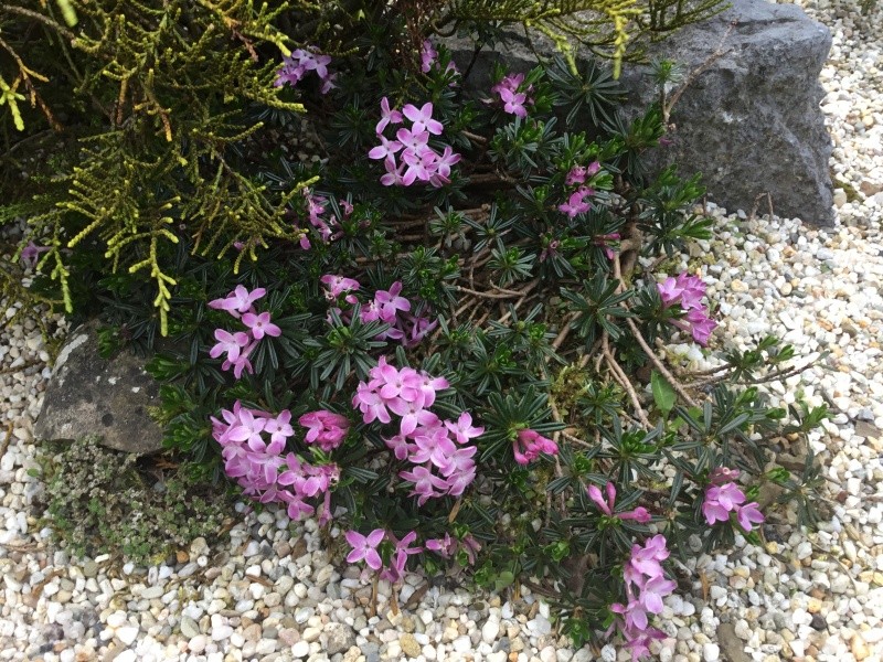 Floraison de mes plantes alpines Image357