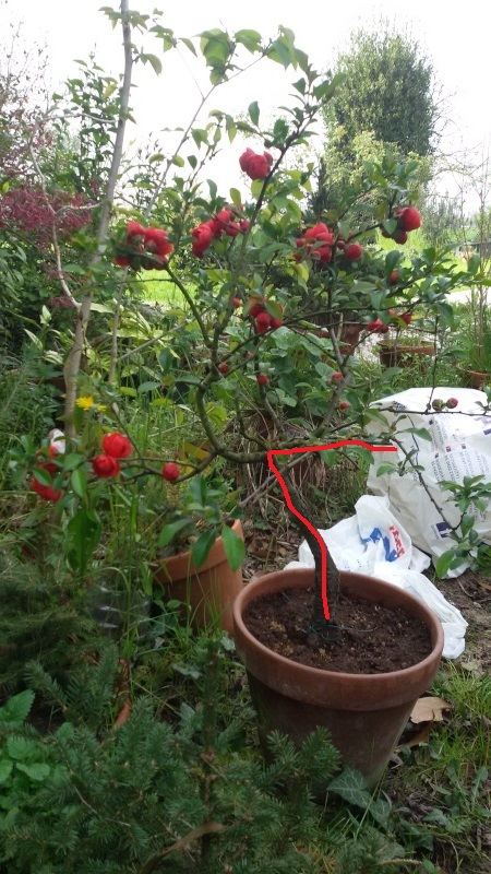 Sistemare bonsai di Chaenomaeles 20160415