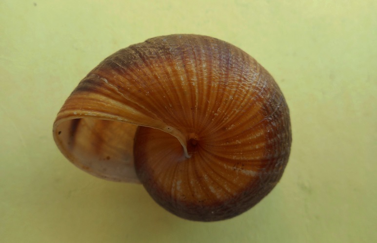 Hemiplecta obliqueundulata (van Benthem Jutting, 1959) Dscn7530
