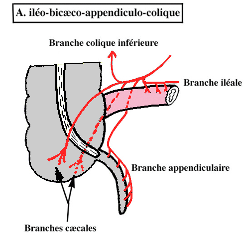 Artère iléo-bicæco-appendiculo-colique Jej_il10