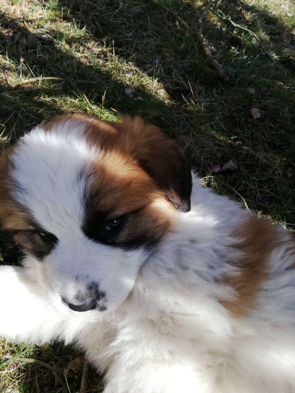 Pelops renommé Prosper- chiot mâle croisé St Bernard de 1 mois- adopté 19030810