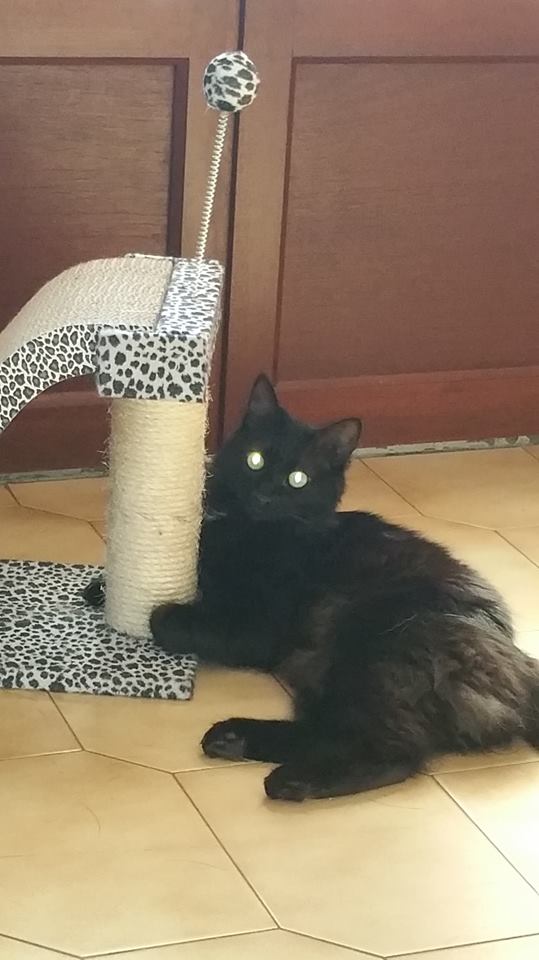 Paillette- chaton femelle noire de 2 mois et demi- adoptée- - Page 4 36943011