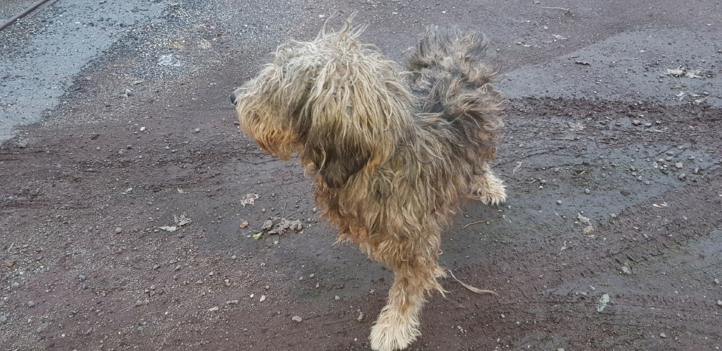 Ramsès renommé Billy-  chien mâle griffon fauve charbonné de 3 ans- adopté Thumb136