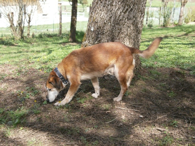 KOOKY, mâle croisé Malinois, de petit gabarit, âgé de 10 ans - Page 2 111