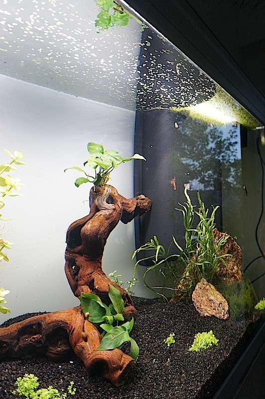 Aquarium Elégance Inox avec guppy et red cherry - Page 2 Dsc05914