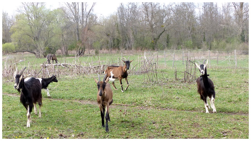 Animaux dans les prés, les fermes Chyvre10