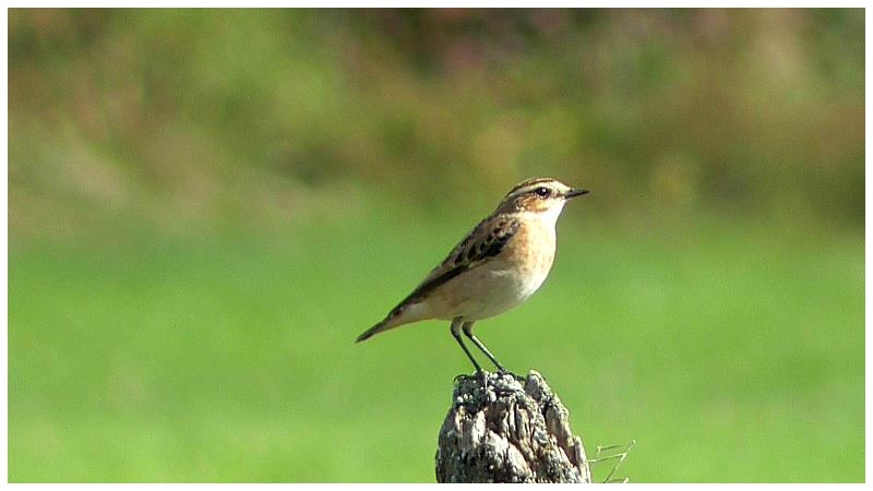 Mes photos (Redstart) et vidéos Tarier14