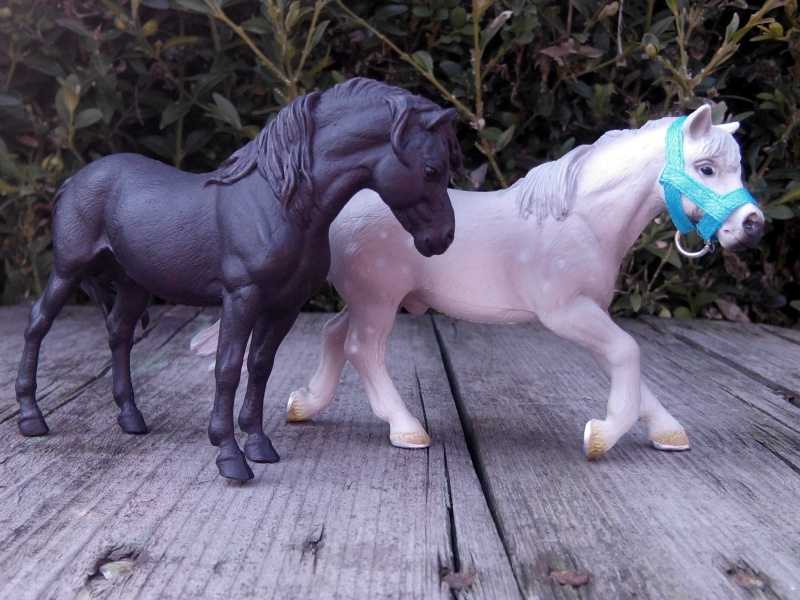 horses - my Deborah McDermott's horses Ponies10