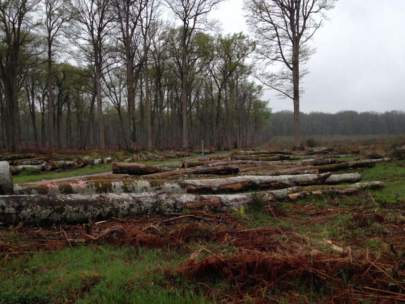 Forêt de Tronçais - Le massacre continue Img_5913