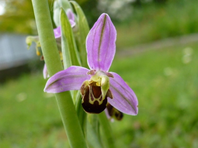 Mes Ophrys abeille (Apifera) P1050727