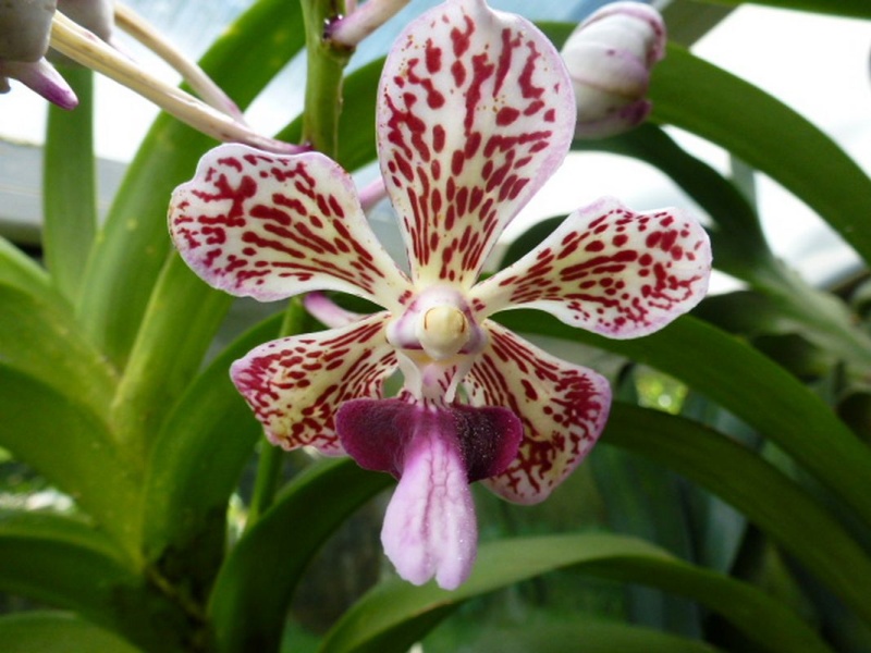 Vanda tricolor var. Suavis Vanda_10