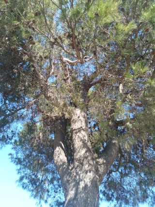 Copertine: il politico italiano e la natura (o l’arte).  Img_2014