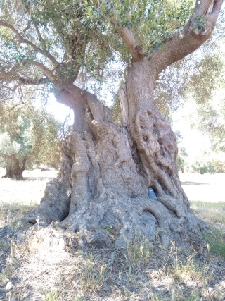 Copertine: il politico italiano e la natura (o l’arte).  Img_2036