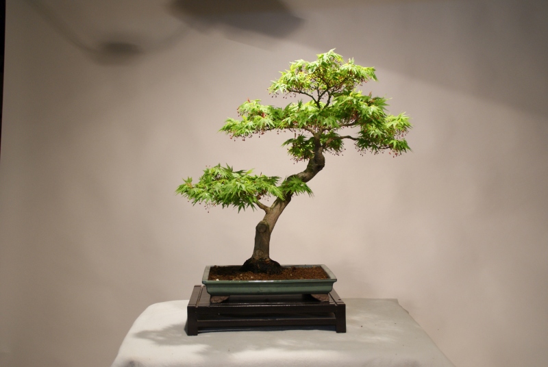 Acer palmatum "Mikawa yatsubsa" 070_2810
