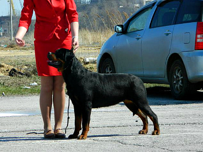 Xena from Hause Rotvis (Irk from Hause Rotvis - Fama from Hause Rotvis) вл.Кожевникова (Находка) 11014810