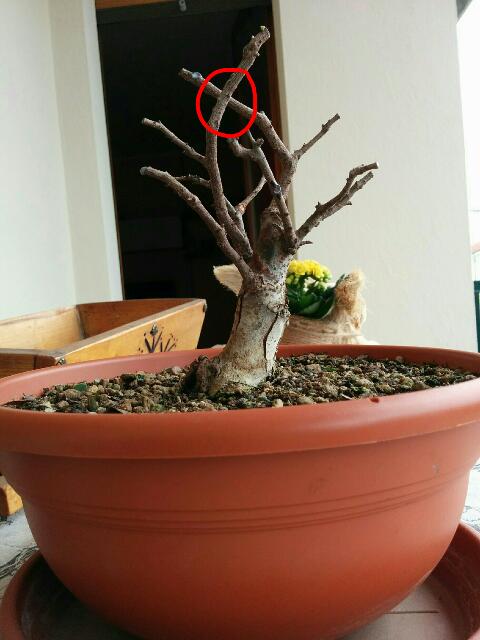 Aiuto bonsai olmo - Pagina 2 Rps20123