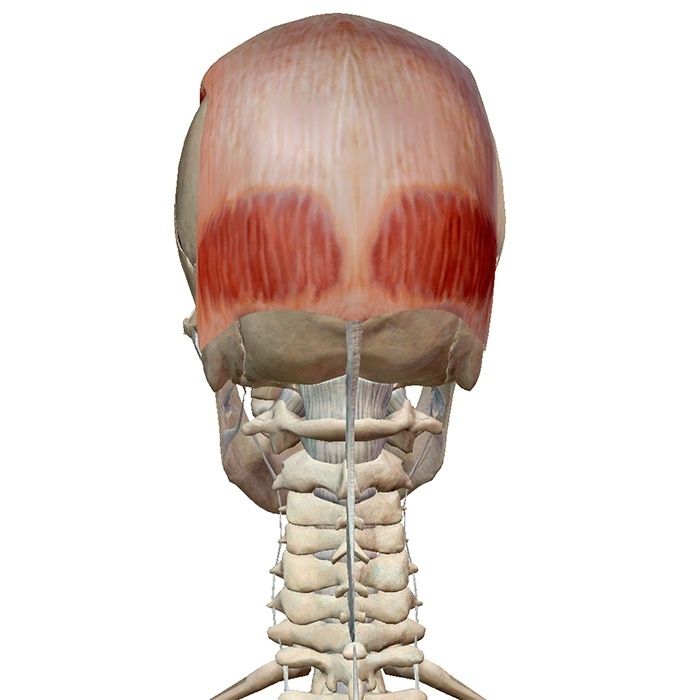 мышца - Надчерепная затылочная мышца головы Epicra10
